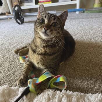 Tabby and Domestic Short Hair Cats Available for Adoption in Gladstone, Oregon - Maisey | PetCurious