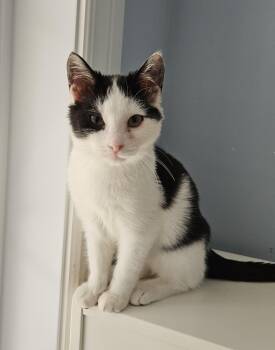 Jasper -  Domestic Short Hair Cat for Adoption in Wakefield, Quebec - Jasper | PetCurious