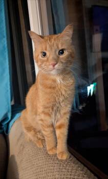 Chino -  Domestic Short Hair Cat for Adoption in New Baltimore, Michigan - Chino | PetCurious