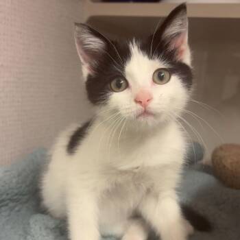 Mooncake *Meet me at Richfield Petsmart* -  Domestic Short Hair Cat for Adoption in Buffalo, Minnesota - Mooncake *Meet Me At Richfield Petsmart* | PetCurious
