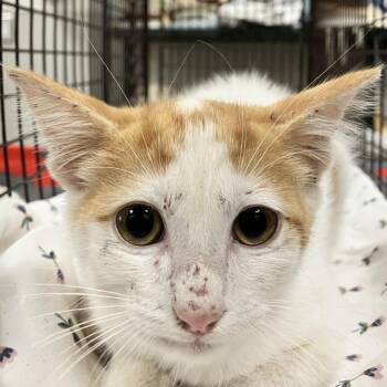 Twix -  Domestic Short Hair Cat for Adoption in Las Cruces, New Mexico - Twix | PetCurious