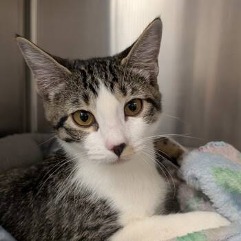 Rescue Domestic Short Hair Cats for Adoption in Spokane, Washington - Noodles | PetCurious