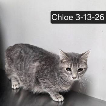 Domestic Short Hair Cats Available for Adoption - Chloe | PetCurious