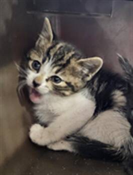 Domestic Short Hair Cats Available for Adoption in Palmetto, Florida - LULU | PetCurious