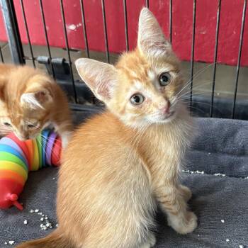 Stella -  Domestic Short Hair Cat for Adoption in Aibonito, Aibonito - Stella | PetCurious