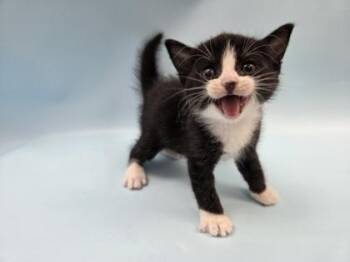 Audio -  Domestic Short Hair Cat for Adoption in Woodbury, Minnesota - Audio | PetCurious