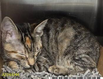 MIRIAM -  Domestic Short Hair Cat for Adoption in West Palm Beach, Florida - MIRIAM | PetCurious