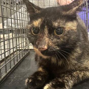 Feral Cajun Corn -  Domestic Short Hair Cat for Adoption in Columbiana, Alabama - Feral Cajun Corn | PetCurious