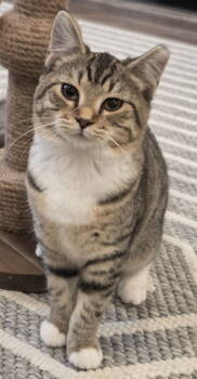 Rescue Domestic Short Hair and Tabby Cats for Adoption in Traverse City, Michigan - Lovina | PetCurious