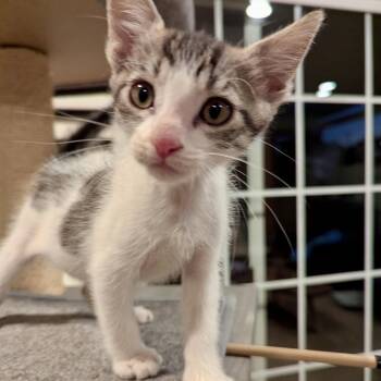 Russell* -  Domestic Short Hair Cat for Adoption in San Gabriel, California - Russell* | PetCurious