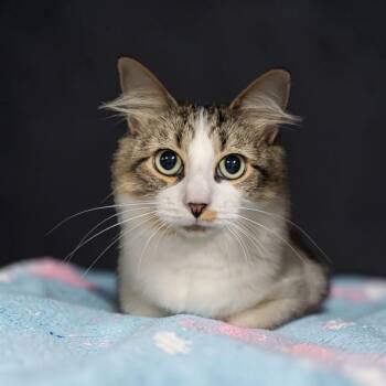 Summer -  Domestic Medium Hair Cat for Adoption in Chuckey, Tennessee - Summer | PetCurious