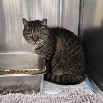 Sonya -  Domestic Short Hair Cat for Adoption in Murray, Utah - Sonya | PetCurious