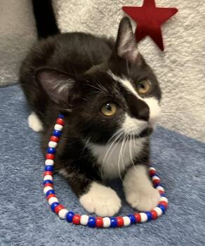 Junco -  Domestic Short Hair Cat for Adoption in Dublin, Ohio - Junco | PetCurious
