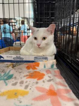 Rescue Domestic Short Hair Cats for Adoption in Augusta, Georgia - Harriet | PetCurious