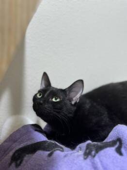 Domestic Short Hair Cats Available for Adoption in Dallas, Texas - Kisha | PetCurious