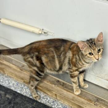 Rescue Tabby Cats for Adoption in Charles City, Iowa - Marigold | PetCurious