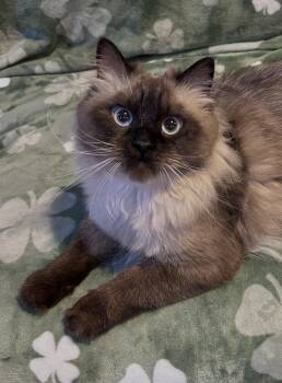 Kodak -  Himalayan Cat for Adoption in Allentown, New Jersey - Kodak | PetCurious