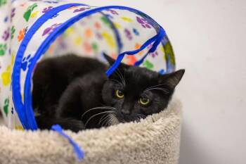Rescue Domestic Short Hair Cats for Adoption in Hamilton Township, New Jersey - ANCHOVY & MR. CRABS | PetCurious