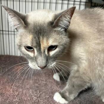 Snowshoe Cats Available for Adoption - Luna | PetCurious