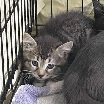 1461-C26 -  Domestic Short Hair Cat for Adoption in Port Charlotte, Florida - 1461-C26 | PetCurious