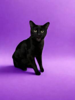 Domestic Short Hair Cats Available for Adoption in Calgary, Alberta - Sophia Petrillo | PetCurious