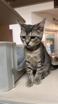 93035a Pam -  Domestic Short Hair Cat for Adoption in North Charleston, South Carolina - 93035a Pam | PetCurious