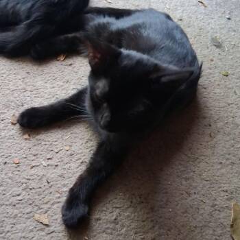 Lucy -  American Shorthair Cat for Adoption in Mount Vernon, Arkansas - Lucy | PetCurious