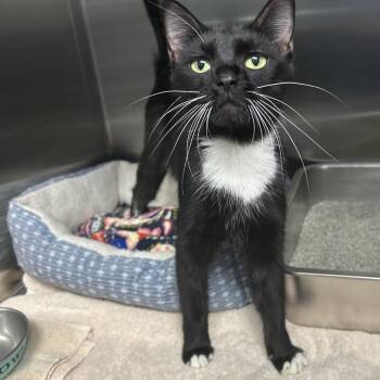 Merlot -  Domestic Short Hair Cat for Adoption in Attica, New York - Merlot | PetCurious