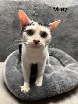 Rescue Domestic Short Hair Cats for Adoption in Wabash, Indiana - Miley | PetCurious