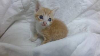 Domestic Short Hair Cats Available for Adoption in Doral, Florida - PETER | PetCurious