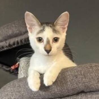 Rescue Domestic Short Hair and Tabby Cats for Adoption in Liverpool, Texas - Eddy | PetCurious