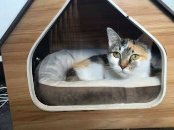 Adele -  Domestic Medium Hair Cat for Adoption in Kansas City, Missouri - Adele | PetCurious