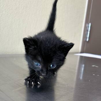 Hulk -  Domestic Short Hair Cat for Adoption in Clavet, Saskatchewan - Hulk | PetCurious