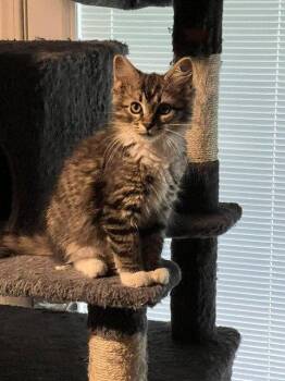 Mila -  Domestic Long Hair Cat for Adoption in St. Peters, Missouri - Mila | PetCurious
