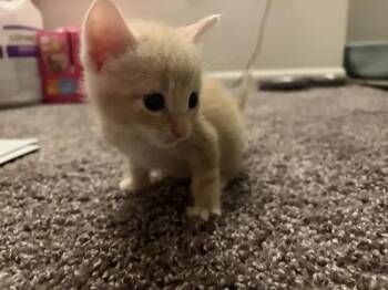 Jalapeno -  Domestic Short Hair Cat for Adoption in Wyoming, Michigan - Jalapeno | PetCurious