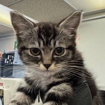 Domestic Short Hair Cats Available for Adoption - Pie | PetCurious
