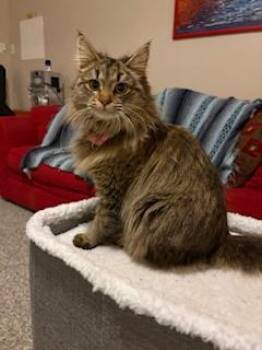 Rescue Domestic Long Hair Cats for Adoption in Winchester, Virginia - Princess | PetCurious