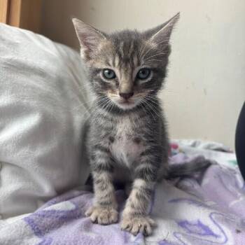 Cedar Bloom -  Tabby and Domestic Short Hair Cat for Adoption in Friendswood, Texas - Cedar Bloom | PetCurious