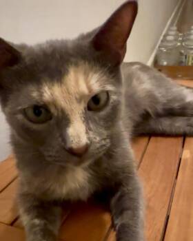 Rescue American Shorthair Cats for Adoption in New York, New York - Gracie | PetCurious