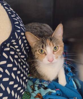 Pancake -  Calico Cat for Adoption in Liverpool, New York - Pancake | PetCurious