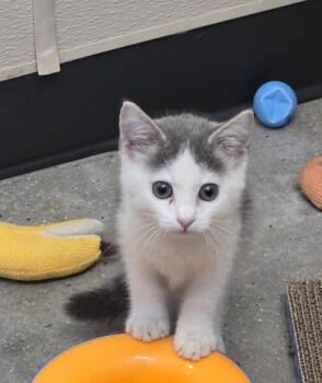 Raindrop -  Domestic Short Hair Cat for Adoption in New Rochelle, New York - Raindrop | PetCurious