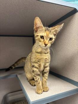 Paprika -  Domestic Short Hair Cat for Adoption in Liverpool, New York - Paprika | PetCurious
