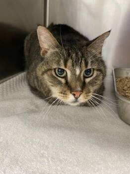 Domestic Short Hair Cats Available for Adoption in Loveland, Colorado - ZOMBIE | PetCurious