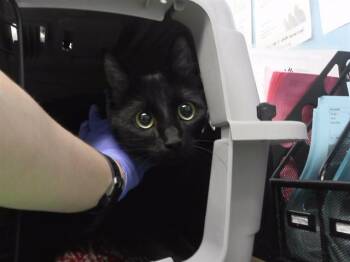 SANDY -  Domestic Long Hair and Domestic Short Hair Cat for Adoption in Omaha, Nebraska - SANDY | PetCurious