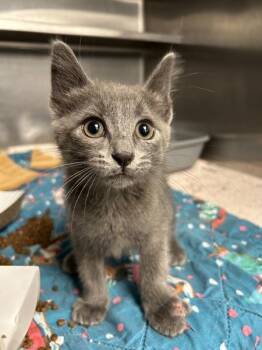 Pep Boi -  Domestic Short Hair Cat for Adoption in Richmond, Virginia - Pep Boi | PetCurious