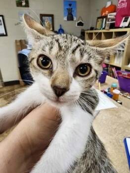 Frodo $75 fostered -  Domestic Short Hair Cat for Adoption in Seneca, South Carolina - Frodo $75 Fostered | PetCurious
