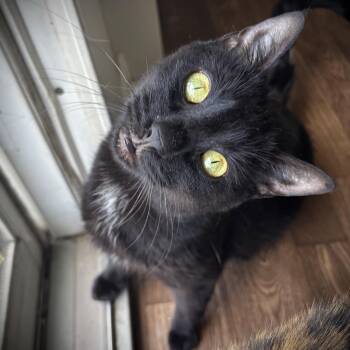 Maggie Mae -  Domestic Short Hair Cat for Adoption in Buffalo, New York - Maggie Mae | PetCurious