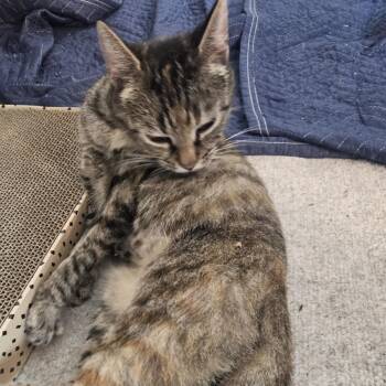 Hope -  Domestic Short Hair Cat for Adoption in Falls Church, Virginia - Hope | PetCurious