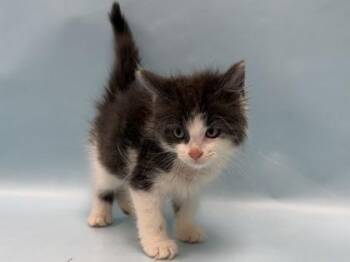 Cutie -  Domestic Short Hair Cat for Adoption in Minneapolis, Minnesota - Cutie | PetCurious