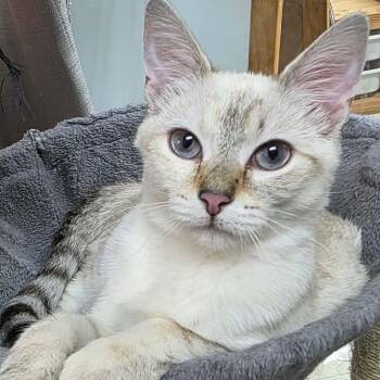 Marie -  Domestic Short Hair Cat for Adoption in Antioch, California - Marie | PetCurious